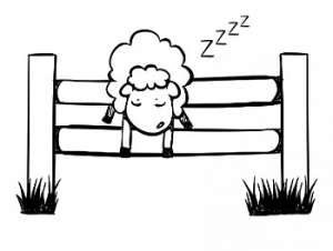 sheep